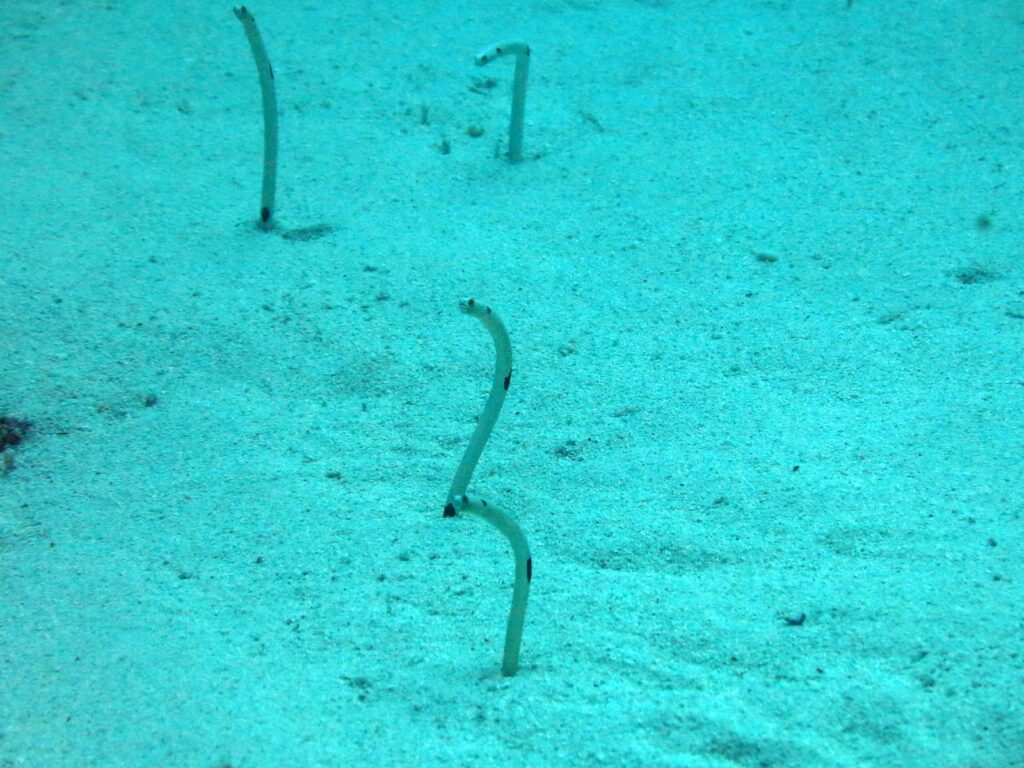 Cuatro anguilas jardineras erguidas sobre una arena pálida bañada de azul verdoso, finas como tallos: una casi recta, otra curvada en S y dos dobladas en gancho en la punta