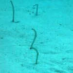 Cuatro anguilas jardineras erguidas sobre una arena pálida bañada de azul verdoso, finas como tallos: una casi recta, otra curvada en S y dos dobladas en gancho en la punta