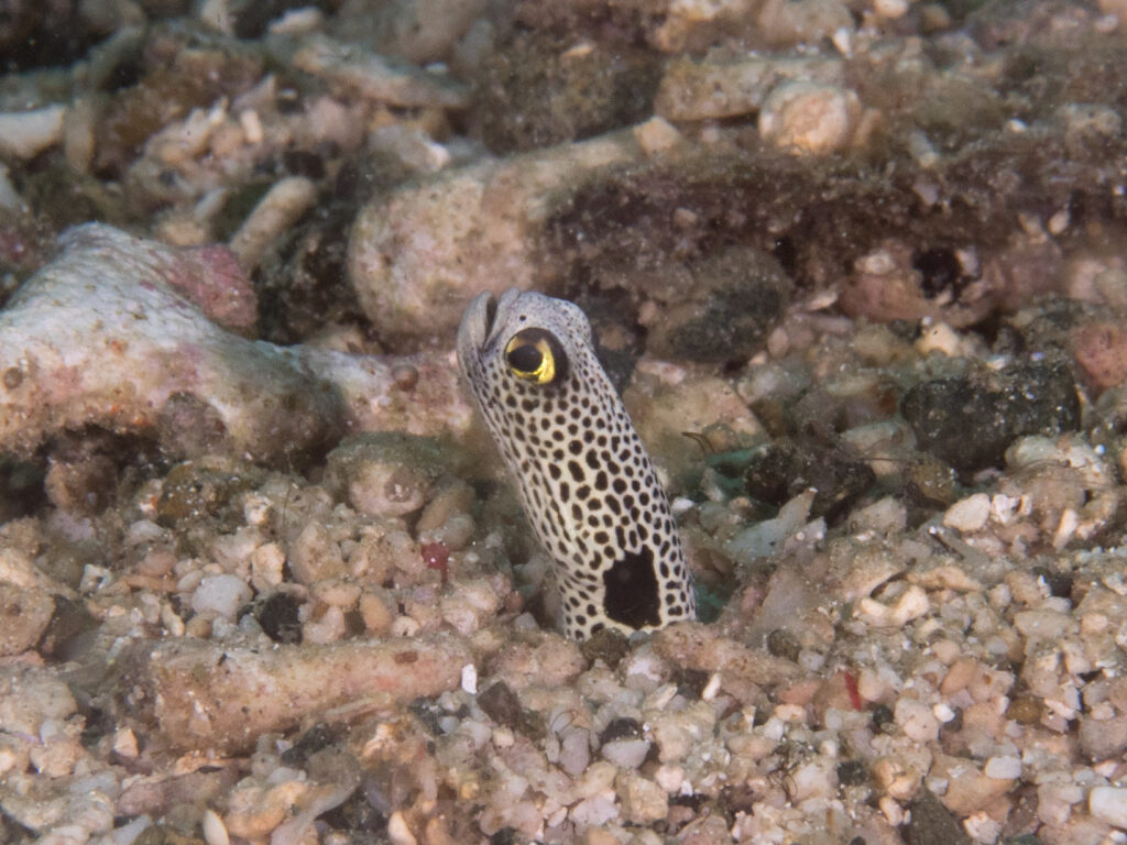 Primer plano de la cabeza de una anguila jardinera que sale de un fondo de grava y restos de coral, con el ojo rodeado de amarillo, el cuerpo crema cubierto de puntos negros apretados y una gran mancha negra a ras de la madriguera