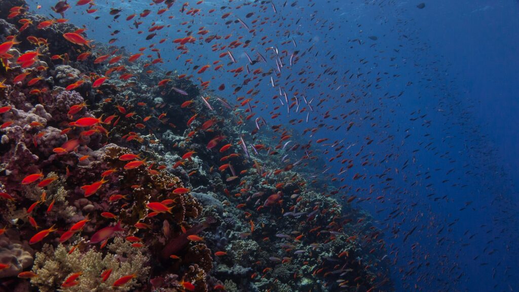 Una pared cubierta de coral de fuego y cientos de anthias rojos, que se hunde en el azul oscuro