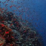 Una pared cubierta de coral de fuego y cientos de anthias rojos, que se hunde en el azul oscuro