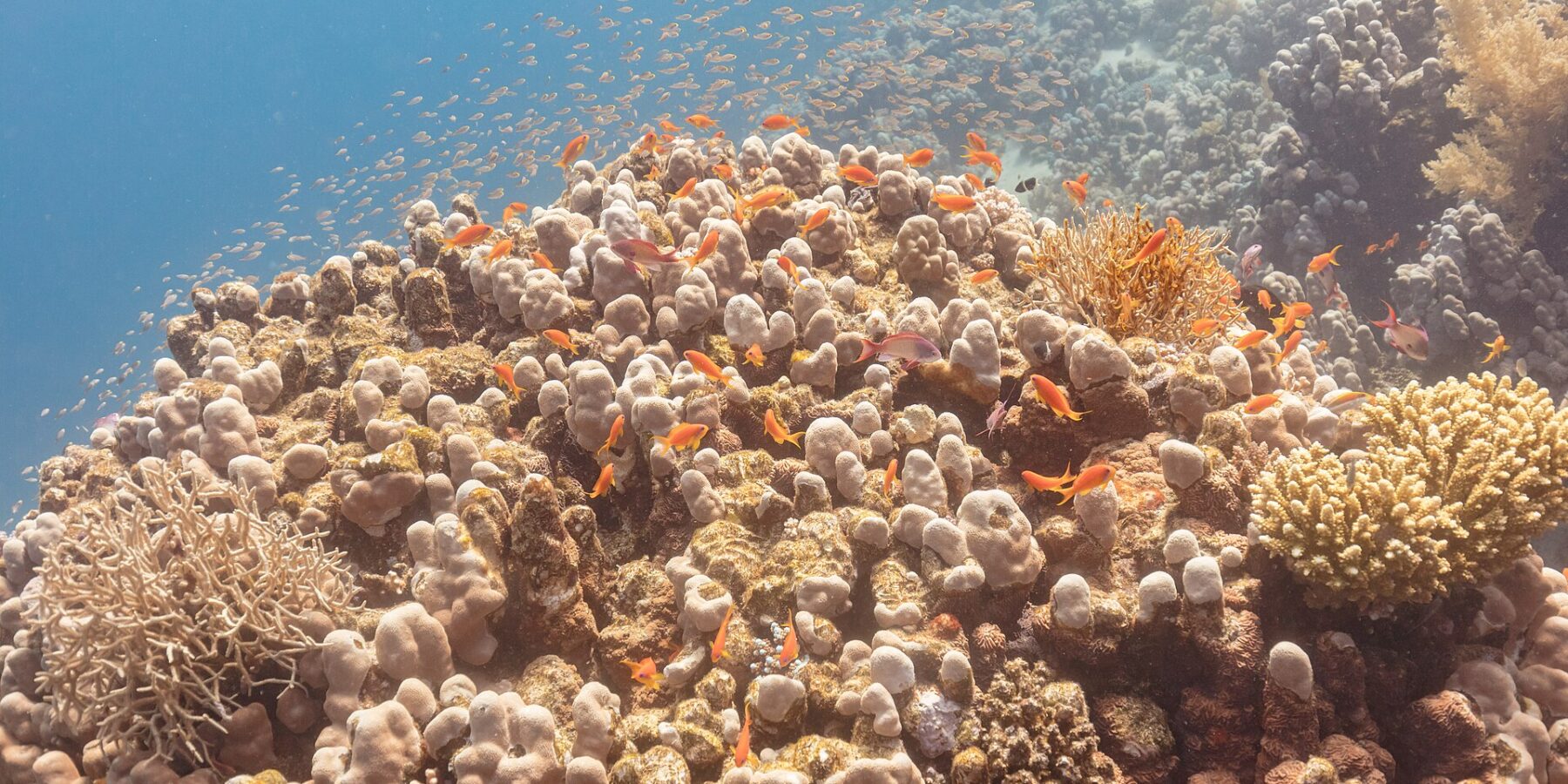 Decenas de anthias naranjas y algunos machos violáceos giran por encima de un bloque de coral, con una nube de pequeños peces en el azul detrás de ellos