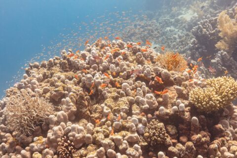 Decenas de anthias naranjas y algunos machos violáceos giran por encima de un bloque de coral, con una nube de pequeños peces en el azul detrás de ellos