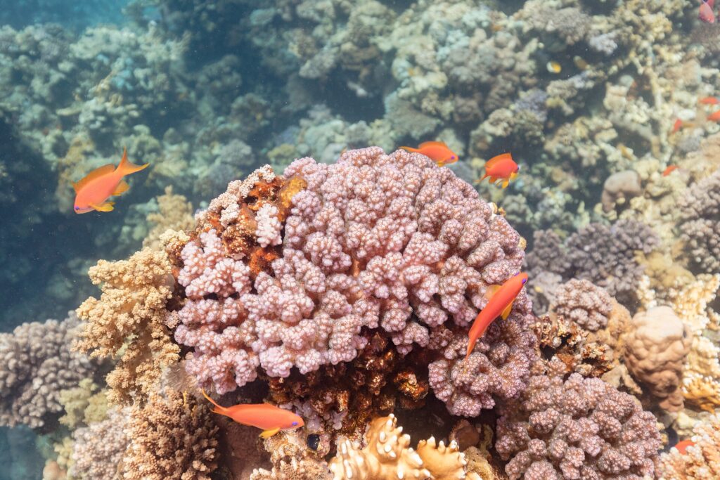 Hembras de anthias naranjas con las aletas amarillas y una marca violeta bajo el ojo nadan alrededor de un bloque de coral rosa