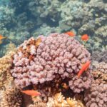 Hembras de anthias naranjas con las aletas amarillas y una marca violeta bajo el ojo nadan alrededor de un bloque de coral rosa