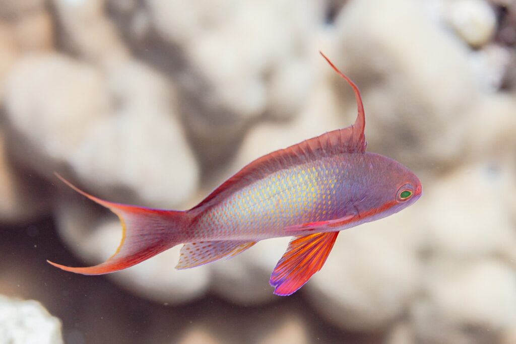 Un anthias macho de perfil, con el cuerpo lila salpicado de amarillo, un largo filamento erguido sobre el lomo, la aleta pectoral roja y la cola de puntas alargadas