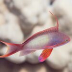Un anthias macho de perfil, con el cuerpo lila salpicado de amarillo, un largo filamento erguido sobre el lomo, la aleta pectoral roja y la cola de puntas alargadas