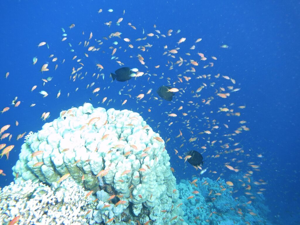 Una nube de cientos de anthias anaranjados en el azul, por encima de un bloque de coral blanco, con tres peces oscuros en medio del banco