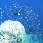 Una nube de cientos de anthias anaranjados en el azul, por encima de un bloque de coral blanco, con tres peces oscuros en medio del banco
