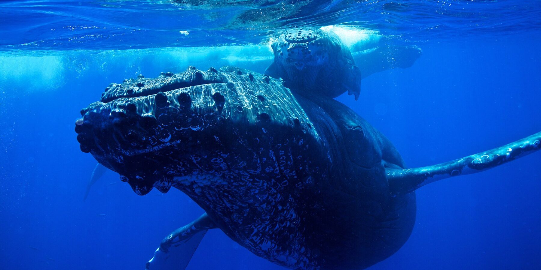 Una ballena jorobada vista de frente bajo la superficie, con la cabeza cubierta de tubérculos y las largas aletas pectorales abiertas, y su cría justo encima de ella