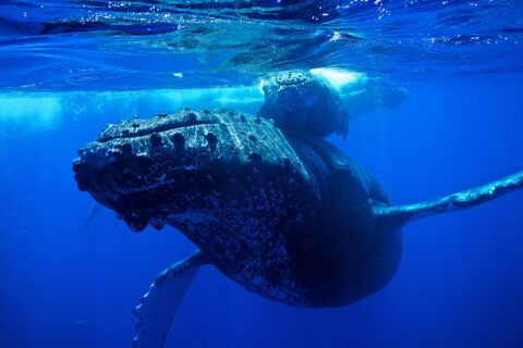 Una ballena jorobada vista de frente bajo la superficie, con la cabeza cubierta de tubérculos y las largas aletas pectorales abiertas, y su cría justo encima de ella