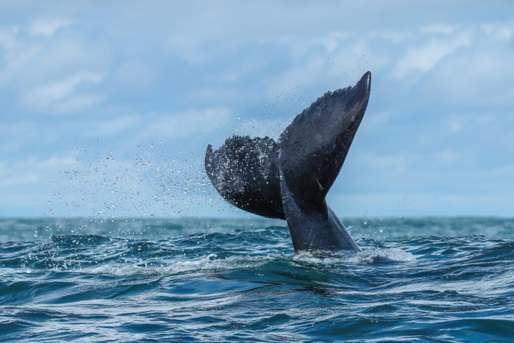 La aleta caudal de una ballena jorobada sale del agua de tres cuartos, con su borde trasero dentado bien visible, entre una lluvia de gotas sobre un mar agitado