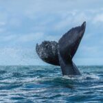 La aleta caudal de una ballena jorobada sale del agua de tres cuartos, con su borde trasero dentado bien visible, entre una lluvia de gotas sobre un mar agitado
