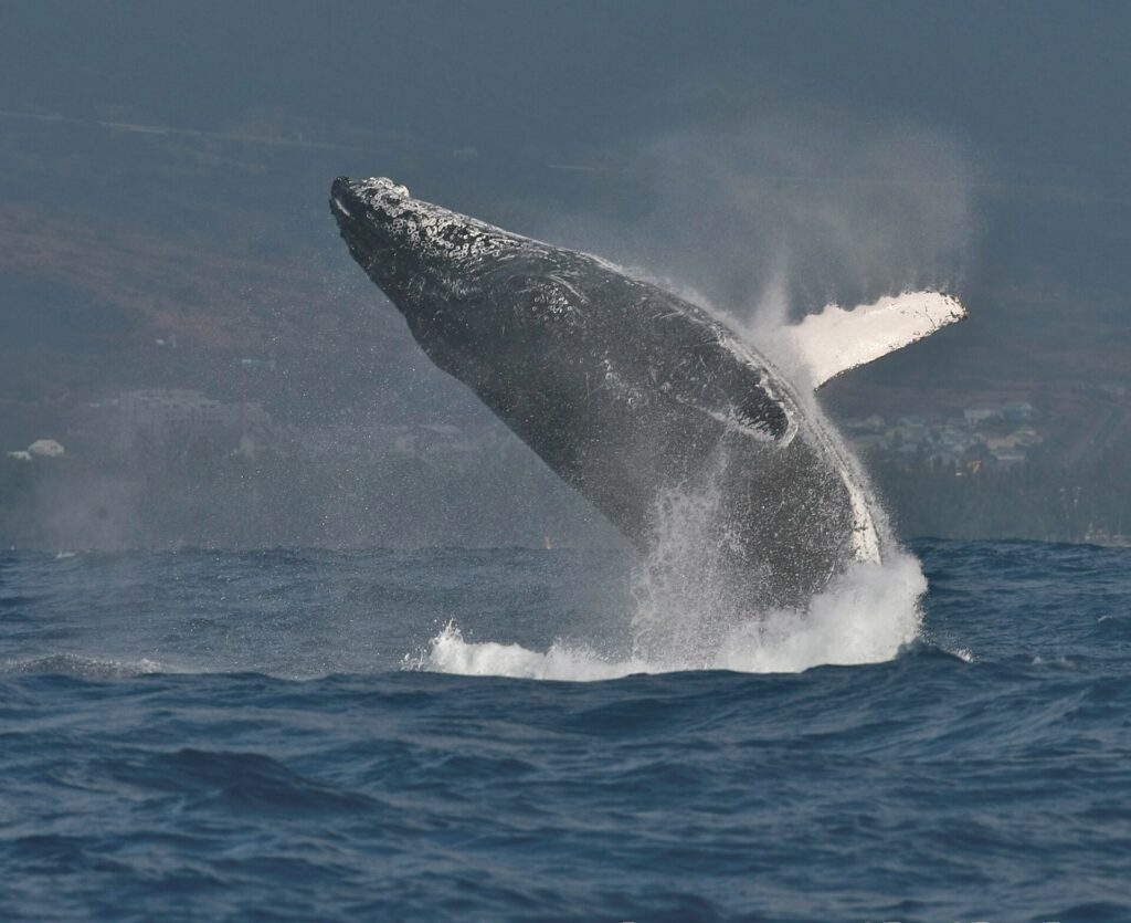 Una ballena jorobada sale a medias del agua, con la cabeza cubierta de tubérculos y su larga aleta pectoral blanca levantada, frente a una costa habitada
