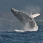 Una ballena jorobada sale a medias del agua, con la cabeza cubierta de tubérculos y su larga aleta pectoral blanca levantada, frente a una costa habitada