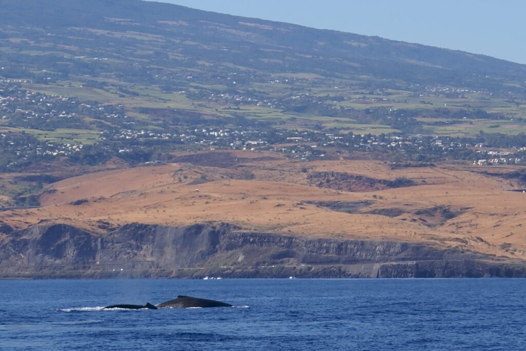 El lomo de dos ballenas jorobadas asoma en un mar azul oscuro, delante de acantilados de basalto y laderas de sabana seca salpicadas de pueblos