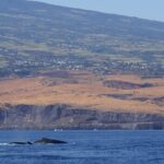 El lomo de dos ballenas jorobadas asoma en un mar azul oscuro, delante de acantilados de basalto y laderas de sabana seca salpicadas de pueblos