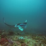 Una manta gira sobre un arrecife, con un ala levantada y la boca abierta, en un agua verde azulada, en Manta Bay, Nusa Penida