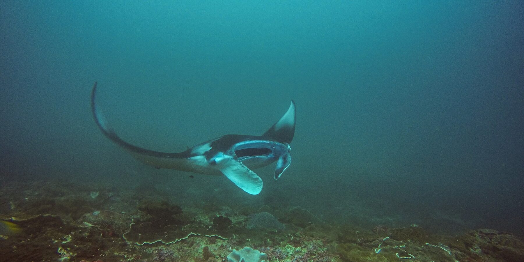 Una manta gira sobre un arrecife, con un ala levantada y la boca abierta, en un agua verde azulada, en Manta Bay, Nusa Penida