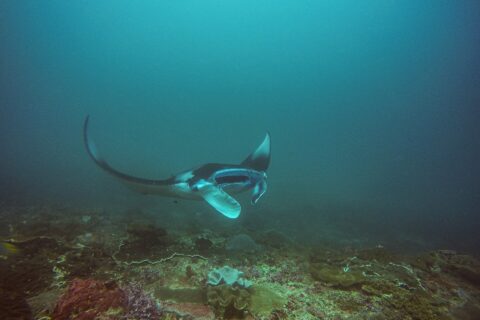 Una manta gira sobre un arrecife, con un ala levantada y la boca abierta, en un agua verde azulada, en Manta Bay, Nusa Penida