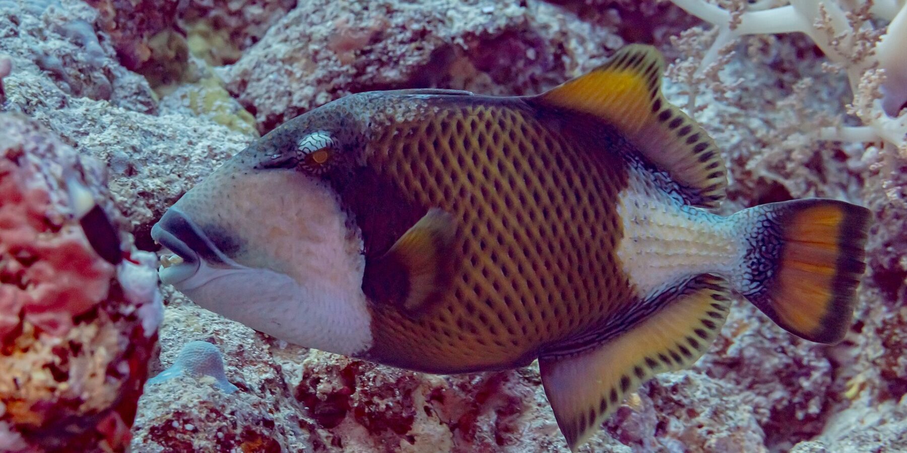 Un pez ballesta titán de perfil sobre el arrecife, con el antifaz oscuro sobre el ojo, el bigote negro encima de los dientes visibles, la mejilla blanca y el cuerpo amarillo pardo cuadriculado de negro