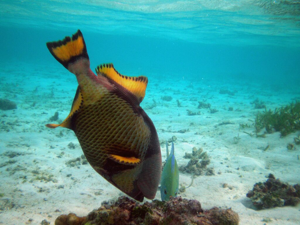 Un pez ballesta titán cabeza abajo hurga en un bloque de coral sobre un fondo de arena clara, con sus aletas amarillas de borde negro levantadas y un pequeño jurel verde a su lado