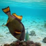 Un pez ballesta titán cabeza abajo hurga en un bloque de coral sobre un fondo de arena clara, con sus aletas amarillas de borde negro levantadas y un pequeño jurel verde a su lado