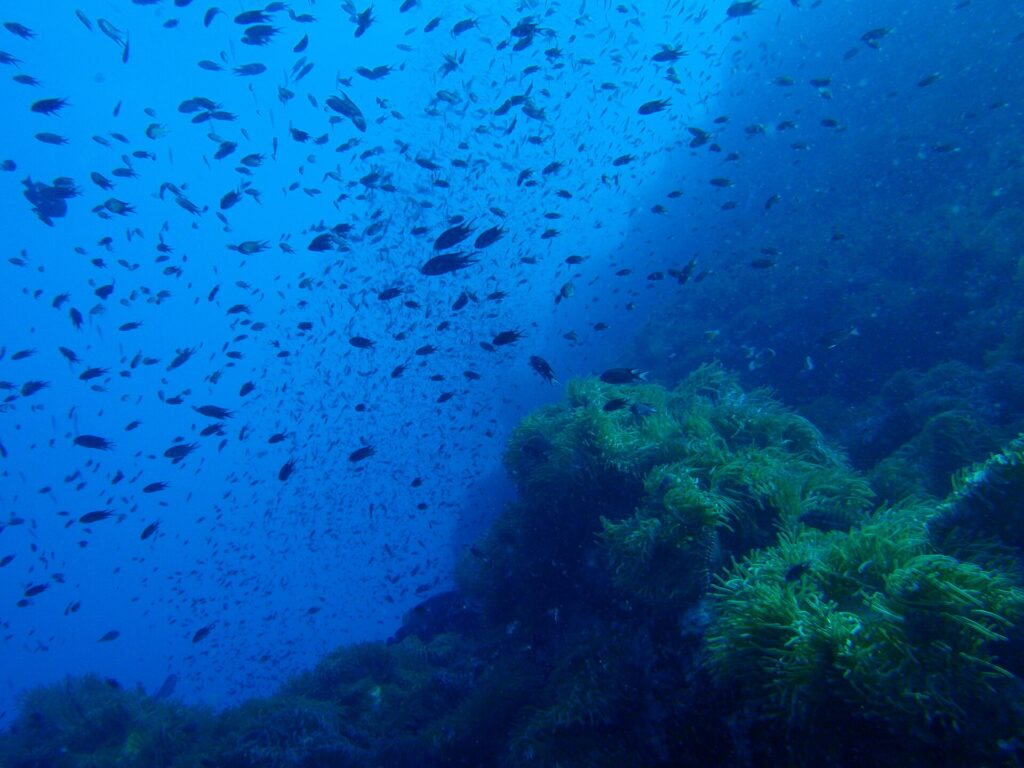 Una nube de pequeños peces oscuros se arremolina en el azul sobre un pináculo rocoso tapizado de anémonas verdes, que ocupa la mitad derecha de la imagen