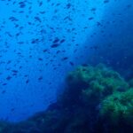 Una nube de pequeños peces oscuros se arremolina en el azul sobre un pináculo rocoso tapizado de anémonas verdes, que ocupa la mitad derecha de la imagen