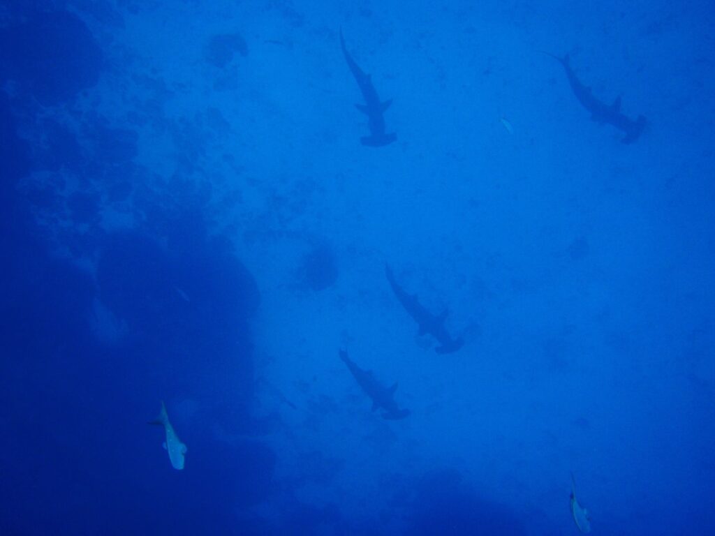Cinco tiburones martillo comunes vistos desde arriba bajan en una fila suelta a lo largo de una pared rocosa oscura, en silueta en un agua de azul uniforme, con otros dos peces en la parte baja de la imagen.