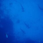 Cinco tiburones martillo comunes vistos desde arriba bajan en una fila suelta a lo largo de una pared rocosa oscura, en silueta en un agua de azul uniforme, con otros dos peces en la parte baja de la imagen.
