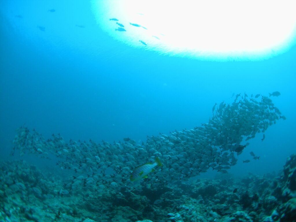 Un banco denso de peces gris plateado desfila sobre el arrecife, con un labios dulces oriental de rayas amarillas en primer plano y el sol a contraluz