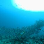 Un banco denso de peces gris plateado desfila sobre el arrecife, con un labios dulces oriental de rayas amarillas en primer plano y el sol a contraluz