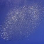 Una nube ovalada de trompeteros plateados se estira en diagonal en el azul profundo, con burbujas de aire subiendo arriba a la izquierda