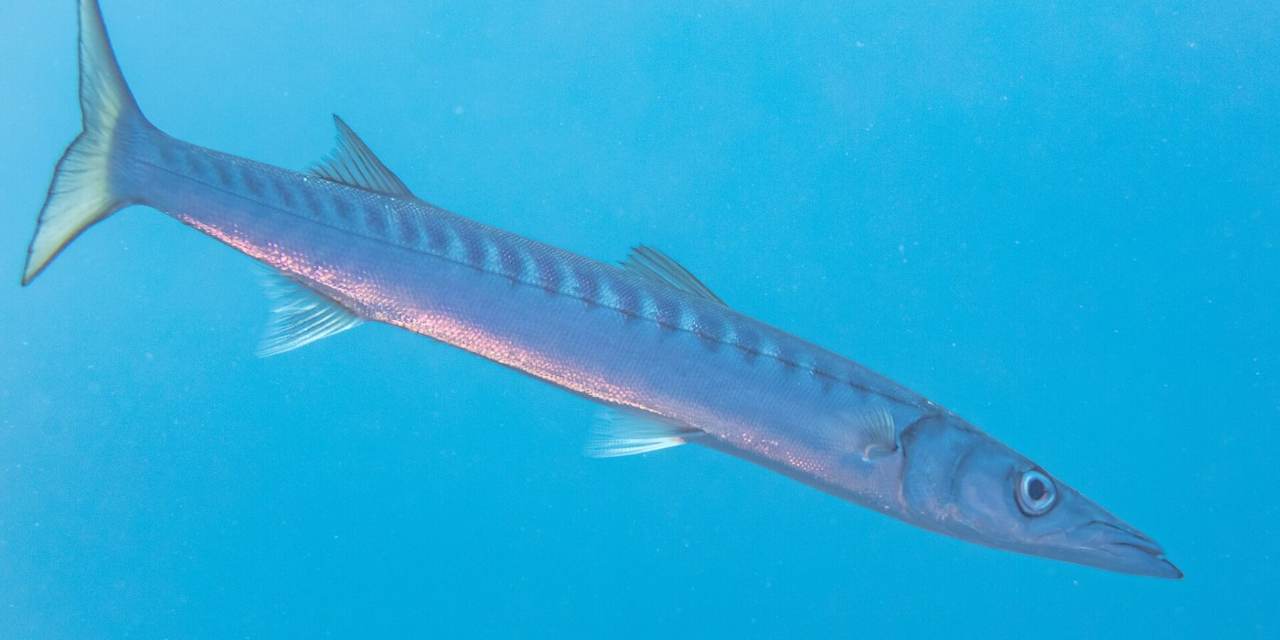 Una barracuda de boca amarilla nada en el azul, en diagonal, con la cabeza abajo a la derecha: cuerpo largo y fusiforme, hocico cónico y puntiagudo con la mandíbula inferior saliente, dos aletas dorsales bien separadas, numerosas barras oscuras en la parte alta de los flancos y cola ahorquillada amarillenta.