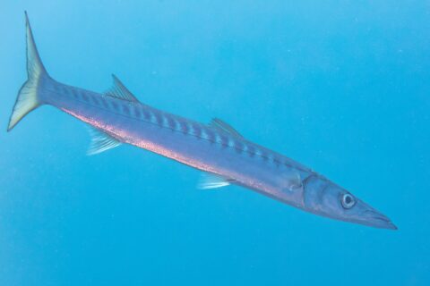 Una barracuda de boca amarilla nada en el azul, en diagonal, con la cabeza abajo a la derecha: cuerpo largo y fusiforme, hocico cónico y puntiagudo con la mandíbula inferior saliente, dos aletas dorsales bien separadas, numerosas barras oscuras en la parte alta de los flancos y cola ahorquillada amarillenta.