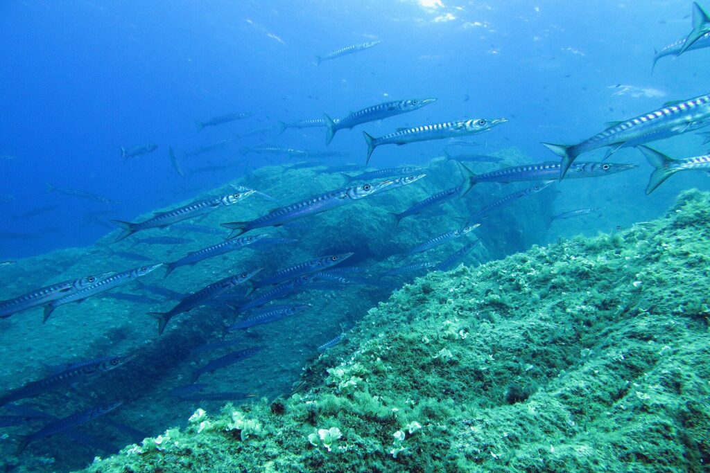 Un gran banco de barracudas de boca amarilla nada hacia la derecha por encima de rocas cubiertas de algas: cuerpos plateados, largos y finos, hocicos puntiagudos y numerosas barras oscuras en los flancos.