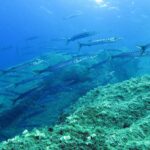 Un gran banco de barracudas de boca amarilla nada hacia la derecha por encima de rocas cubiertas de algas: cuerpos plateados, largos y finos, hocicos puntiagudos y numerosas barras oscuras en los flancos.