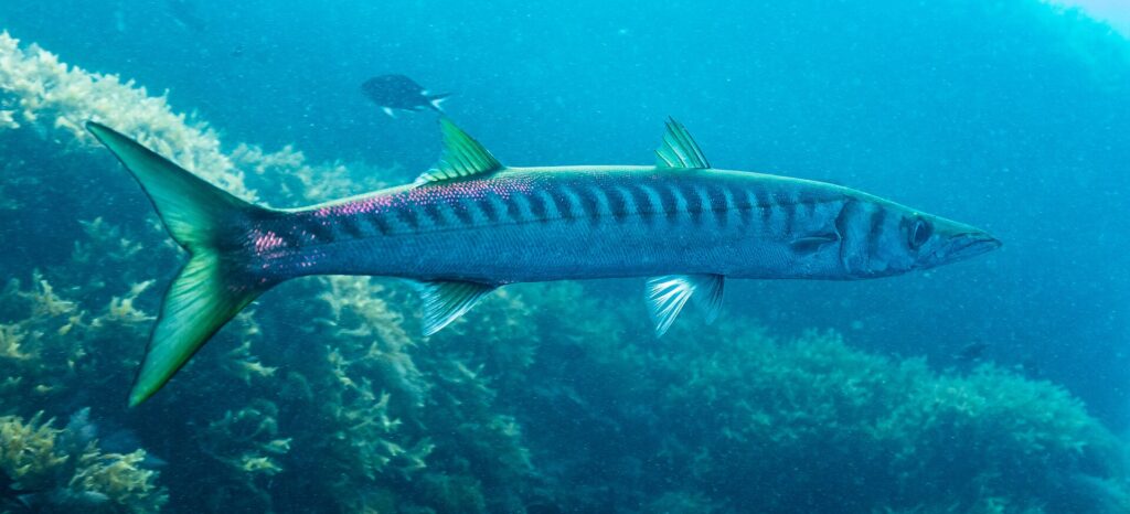 Una barracuda de boca amarilla vista de perfil, con la cabeza a la derecha, delante de unas algas: cuerpo largo y fino, dos aletas dorsales bien separadas, cola y aletas teñidas de amarillo verdoso, y una fila apretada de barras oscuras que bajan del lomo hasta la mitad de los flancos.