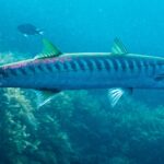 Una barracuda de boca amarilla vista de perfil, con la cabeza a la derecha, delante de unas algas: cuerpo largo y fino, dos aletas dorsales bien separadas, cola y aletas teñidas de amarillo verdoso, y una fila apretada de barras oscuras que bajan del lomo hasta la mitad de los flancos.