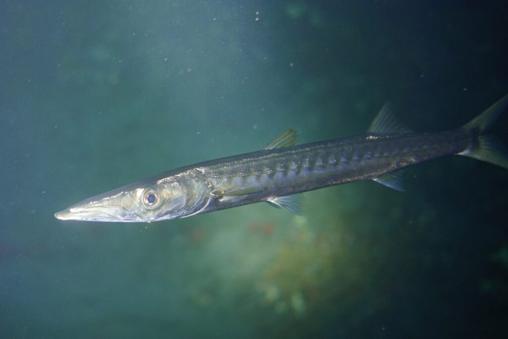 Una barracuda de boca amarilla vista de cerca, con la cabeza hacia la izquierda, en un agua verde: hocico largo y puntiagudo, mandíbula inferior adelantada, ojo grande y cuerpo plateado marcado con barras oscuras que cruzan los flancos.