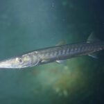 Una barracuda de boca amarilla vista de cerca, con la cabeza hacia la izquierda, en un agua verde: hocico largo y puntiagudo, mandíbula inferior adelantada, ojo grande y cuerpo plateado marcado con barras oscuras que cruzan los flancos.