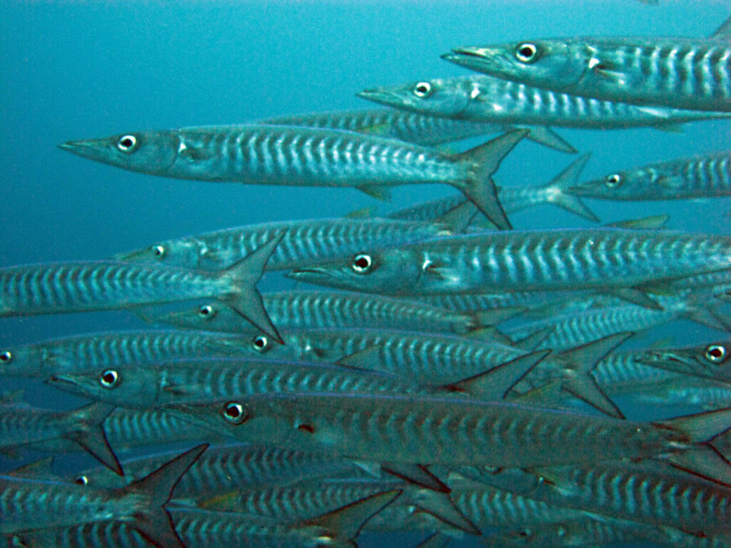 Un banco compacto de barracudas plateadas con los costados marcados por galones oscuros, que nadan hacia la izquierda y llenan el encuadre sobre fondo de agua azul.