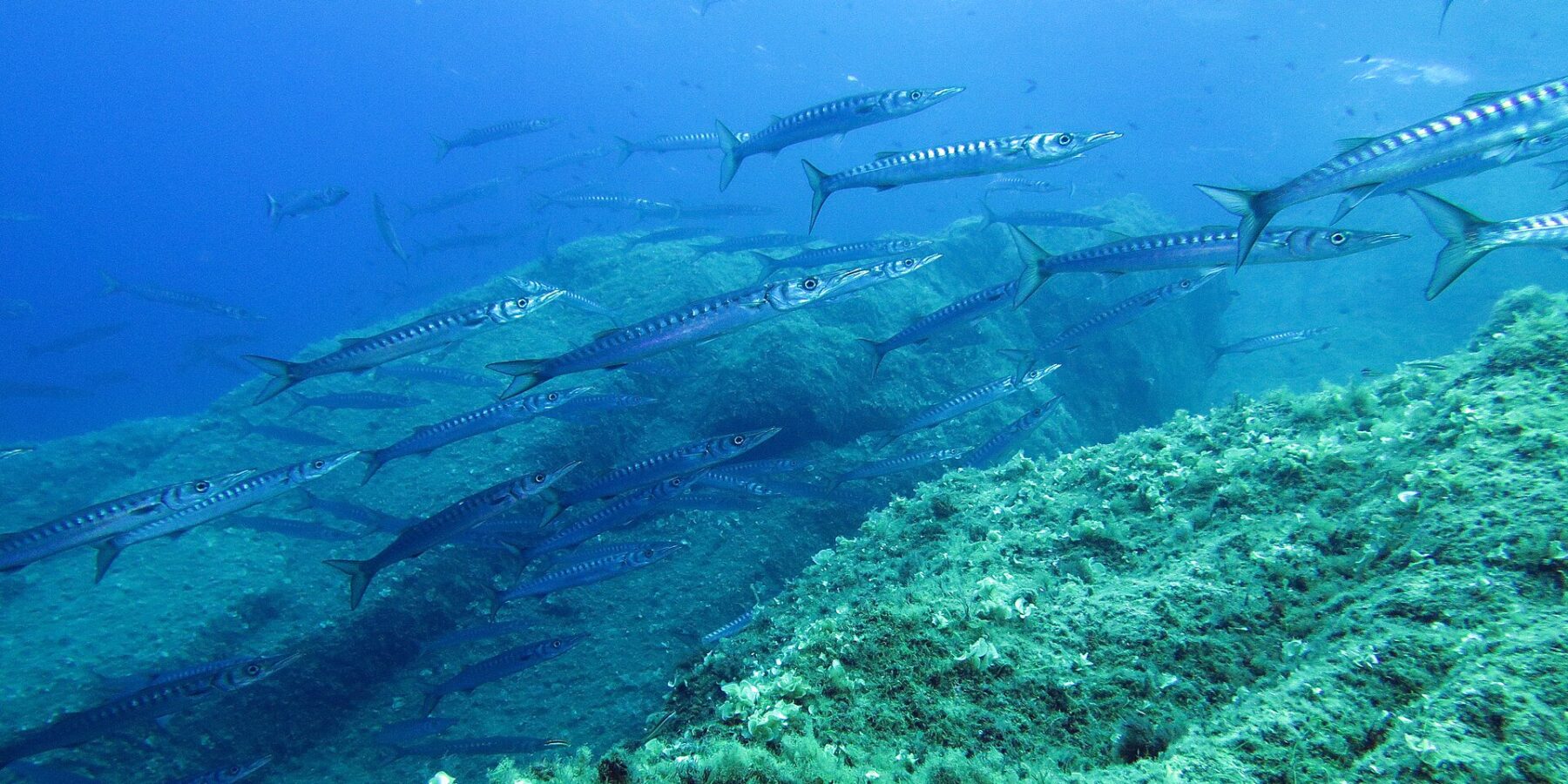 Un banco cerrado de barracudas plateadas con bandas oscuras nada de izquierda a derecha sobre una pendiente rocosa cubierta de algas verdes, en un agua azul iluminada desde la superficie.