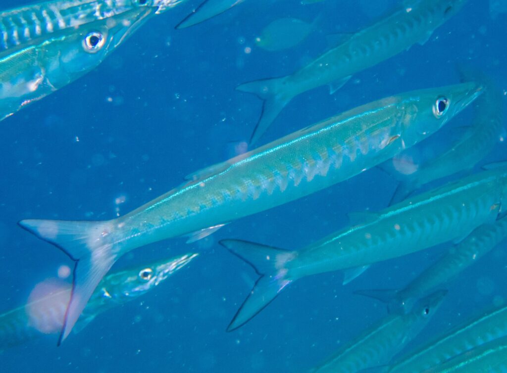 Una barracuda de aleta negra de cuerpo azul plateado, con los costados marcados por bandas en V, avanza en diagonal hacia la derecha en medio de su banco, en un agua azul cargada de partículas