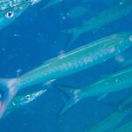 Una barracuda de aleta negra de cuerpo azul plateado, con los costados marcados por bandas en V, avanza en diagonal hacia la derecha en medio de su banco, en un agua azul cargada de partículas