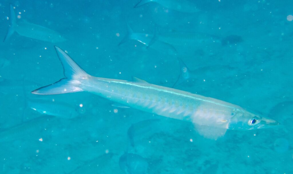 Una barracuda de aleta negra pálida y plateada nada de perfil hacia la derecha en un agua turquesa lechosa cargada de partículas, con otras siluetas del banco difuminadas detrás