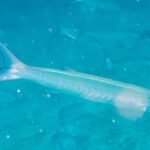 Una barracuda de aleta negra pálida y plateada nada de perfil hacia la derecha en un agua turquesa lechosa cargada de partículas, con otras siluetas del banco difuminadas detrás