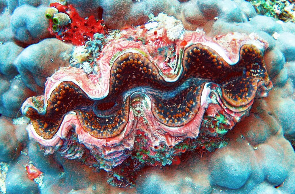 Una almeja gigante de manto ondulado rosa, pardo y azul, bordeado de puntos naranjas, encajada en un coral masivo gris azulado, con una esponja roja y ascidias verdes