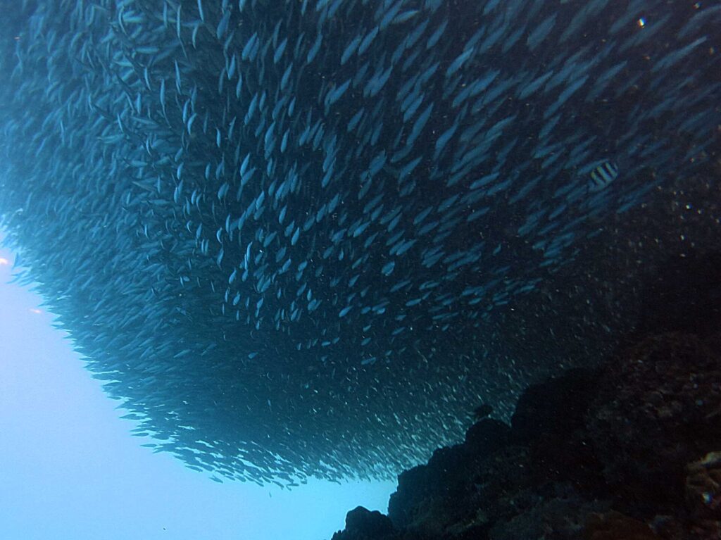 Visto desde abajo, un banco de sardinas apretado en una masa compacta sobre el arrecife oscuro, con un pez sargento rayado a su derecha y el azul claro de mar abierto abajo a la izquierda.